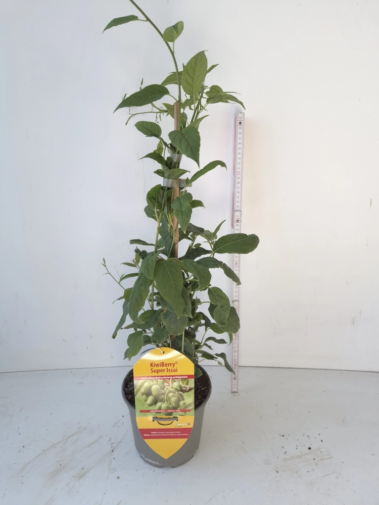 Kiwi 'Actinidia arguta Super Issai', 40 bis 80 cm Höhe - Gallerie Bild 2